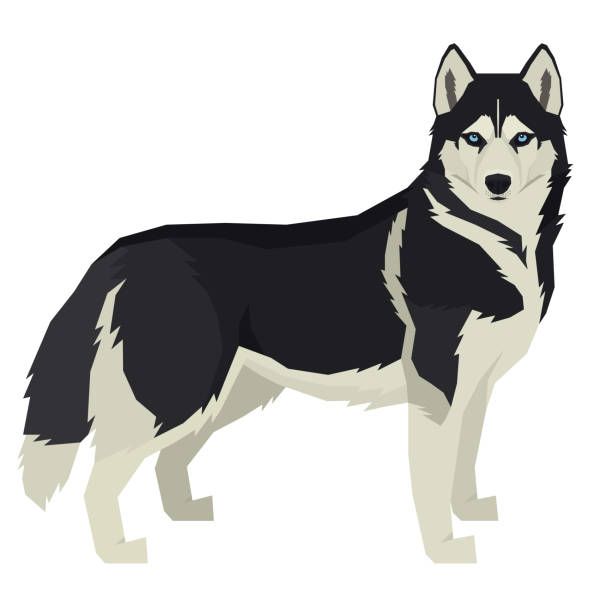 Vector illustration Dog collection Siberian Husky Geometric style Isolated object Vector illustration Dog collection Siberian Husky Geometric style Isolated object set siberian husky stock illustrations