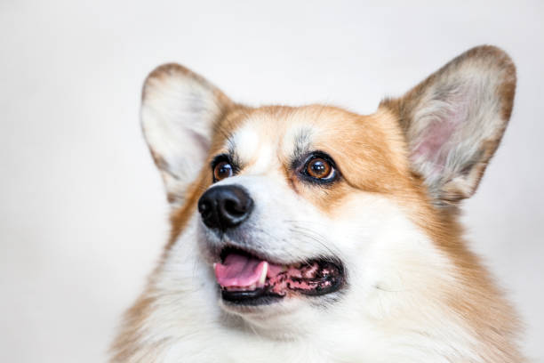 istock dog portrait white wall background 1187817370