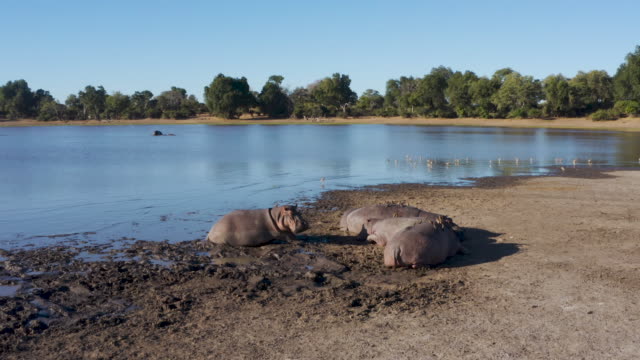 Aerial view of five hippopotamus lying on a riverbank, one gets up and walks into river, Zimbabwe