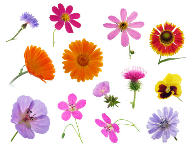 istock Set of flowers isolated on white background 1187819299