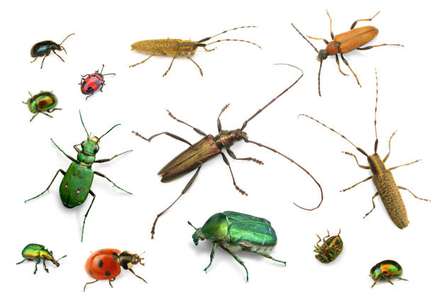 istock Set of beetles isolated on white background 1187819317