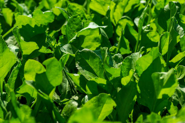 istock Fresh spinach in organic farm 1187819565