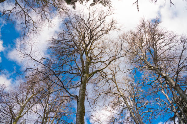 Trees covered with white snow against the sky. Natural background.