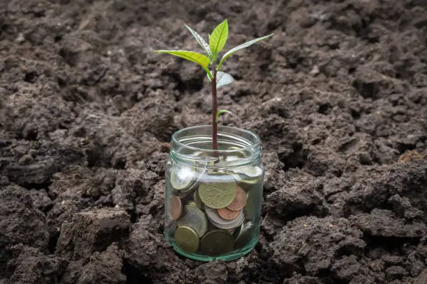 Photo of Coins in glass jar with little plant growing on money