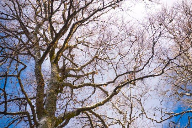 Branches, trees, forest, oak, nature