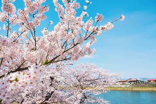 Beautiful Cherry Blossoms On Blue Sky