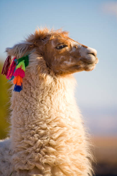 Llama at archaeological site of Sacsayhuamán in Peru at daylight