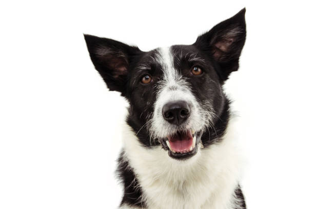 istock Portrait happy border collie. Isolated on white background. 1187821226