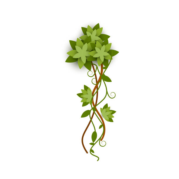 ilustrações de stock, clip art, desenhos animados e ícones de tropical jungle plant or green lianas branch flat vector illustration isolated. - fern forest ivy leaf