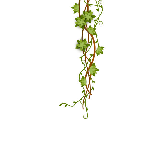 ilustraciones, imágenes clip art, dibujos animados e iconos de stock de viña verde de la selva trepando hacia abajo con ramas entrelazadas con flores y zarcillo. - ivy vine leaf frame