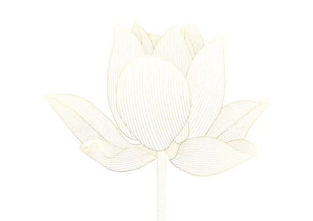 Vector illustration of Luxury golden lotus flower floral on white background vector illustration