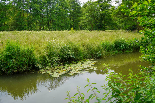 istock River with lots of lily pads 1187822458