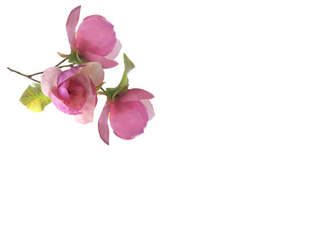 istock Pink magnolia flower isolated on white background. 1187822549