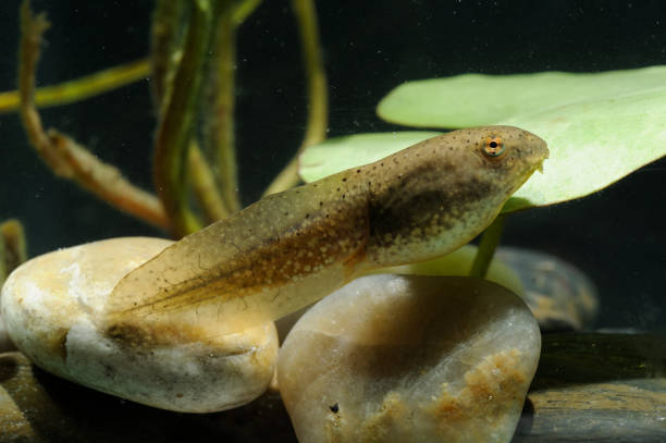 renacuajo de rana (rana catesbeiana) - rana toro americana fotografías e imágenes de stock