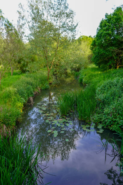 istock River with lots of lily pads 1187822685
