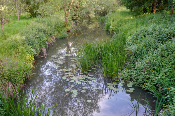istock River with lots of lily pads 1187822697