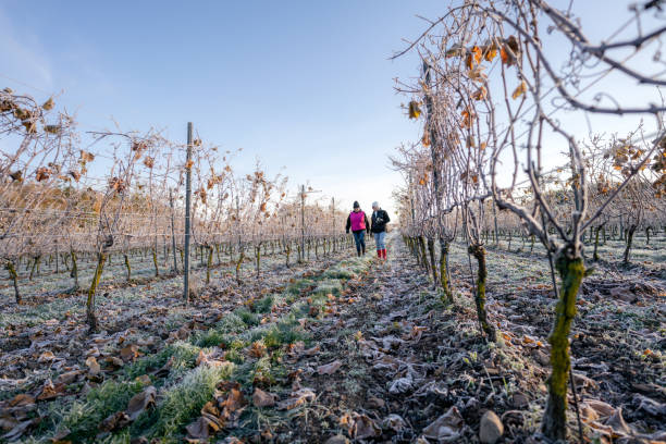 istock Senior women working on a vineyard 1187823483