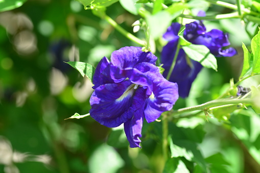 Asian pigeonwings or Butterfly pea
