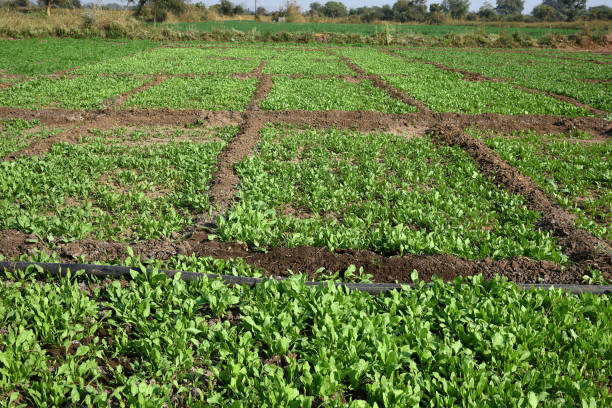 istock Fresh spinach in organic farm 1187823520