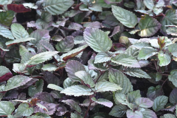 istock Redivy, Red flame ivy or Hemigraphis alternate 1187823521