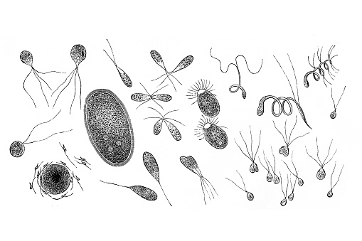 Illustration of a Floating protoplasm ,Protoplasm: Vaucheria , Oedogonium , Draparnaldia , Coleochaete , Botrydium , Fucus , Funaria , Sphagnum , Adianthum
