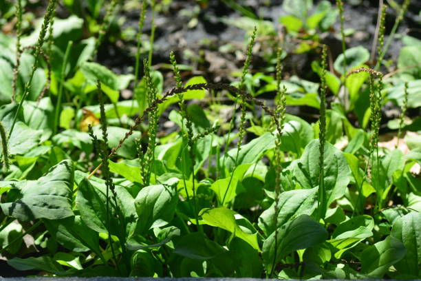 일반적인 질경이, 그레이터 질경이, 웨이 브레드 또는 플랜타고 주요 l. - plantain major herb greater 뉴스 사진 이미지