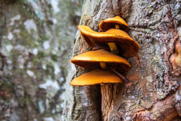 istock Wild mushroom growth on a tree bark 1187823834