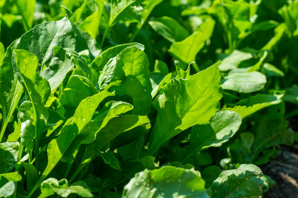 istock Fresh spinach in organic farm 1187825271