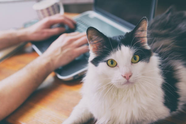 istock Man working at the desk with his cat 1187825388