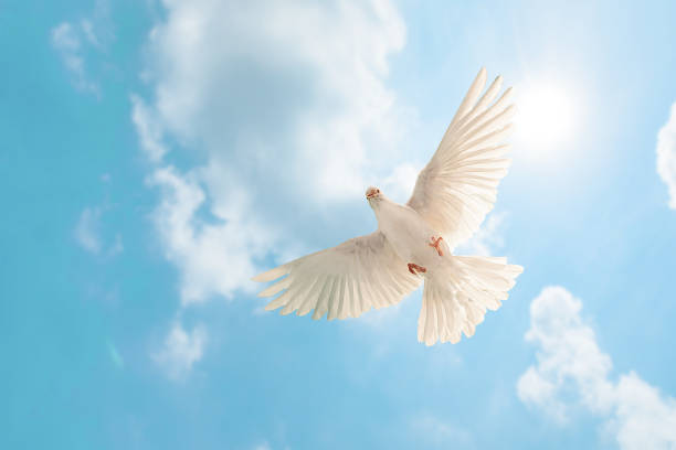 istock white dove flying on sky in beautiful light for freedom concept 1187828236