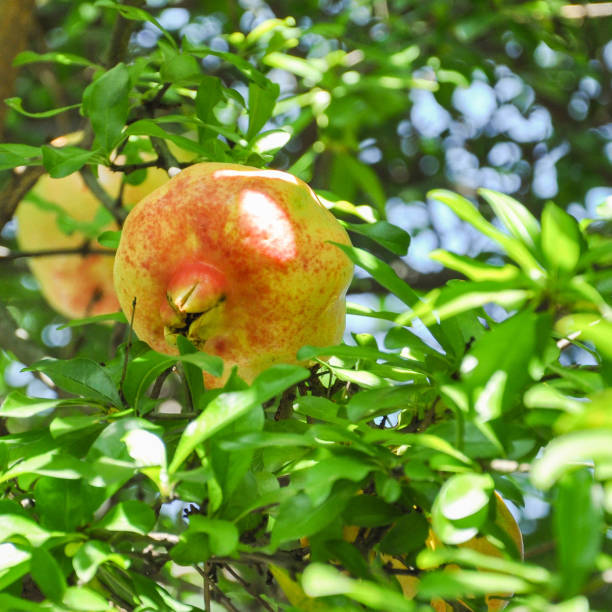 istock Yellow pomegranate on a tree with luscious green leaves 1187829103