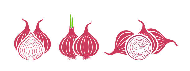Onion logo. Isolated onion on white background EPS 10. Vector illustration onion stock illustrations