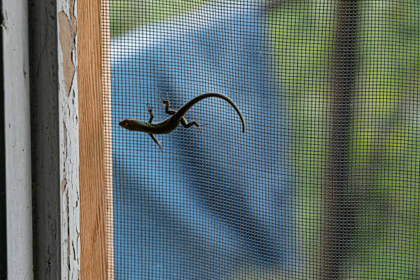 istock Small House Lizard on the Window 1187830803