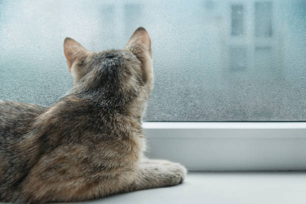 istock Curious cat looking to a window in rainy weather. 1187830867