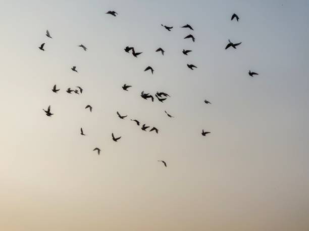 istock As sun sets a flock of birds go home 1187832302