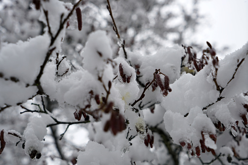 Tree with red leaves covered with snow in the front yard of a house, Hopkins, Michigan, USA