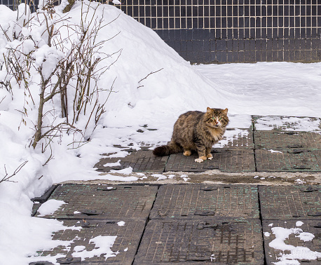 Fluffy homeless cat sitting on hatch heating network near snowdrift. Copy space