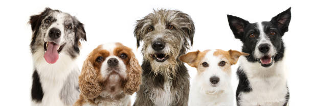 istock banner group five dogs breeds, cavalier, jack russell, sheepdog and border collie for web side. isolated on white background. 1187833128
