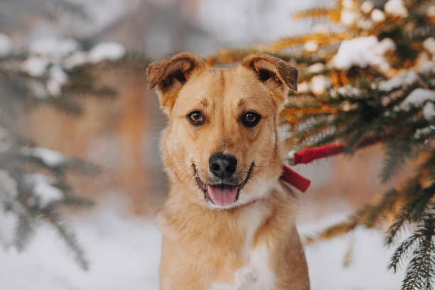 happy mixed breed dog portrait outdoors in winter stock photo