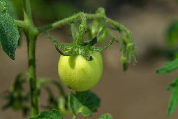 Fresh tomato plant in organic farm