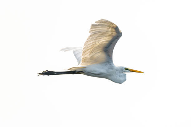 istock Great Egret in flight isolated on white background 1187836449