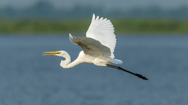 istock Great Egret in flight above freshwater lake 1187836455