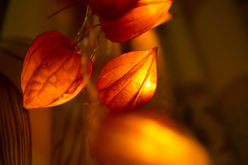 Photo of dried fruit of so called winter cherry turned into little orange christmas decoration lantern.