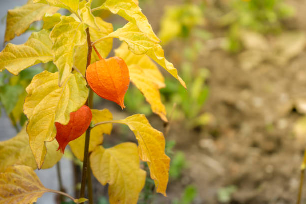 istock Cape gooseberry orange in autumn (Zermatt, Switzerland) 1187838284