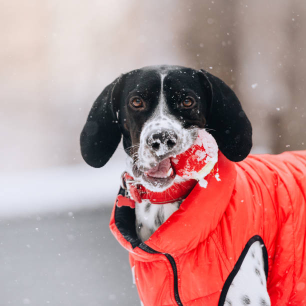 istock adorable pointer dog mix in a red jacket outdoors in winter 1187839023
