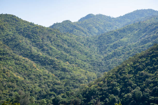 istock Tropical forest in the mountain from far point. 1187839862