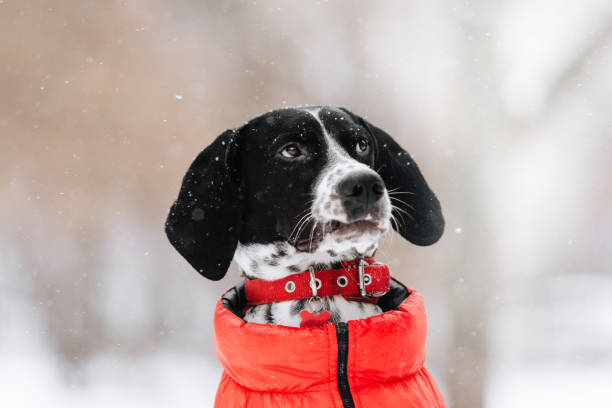 istock funny pointer mix dog portrait outdoors in winter 1187840089