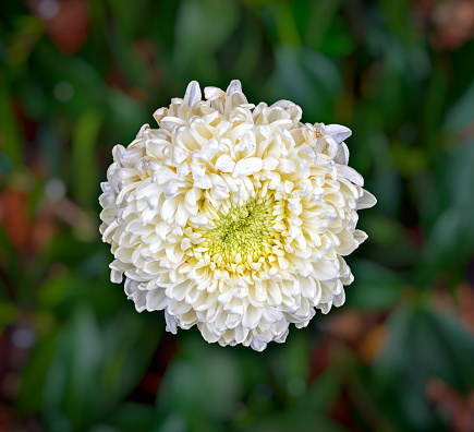 Closeup of yellow white dahlia flower with green bokeh background