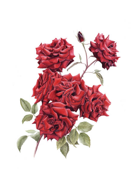 istock Hand Drawn Watercolor Red Rose bouquet with Bud isolated on white background. 1187841254