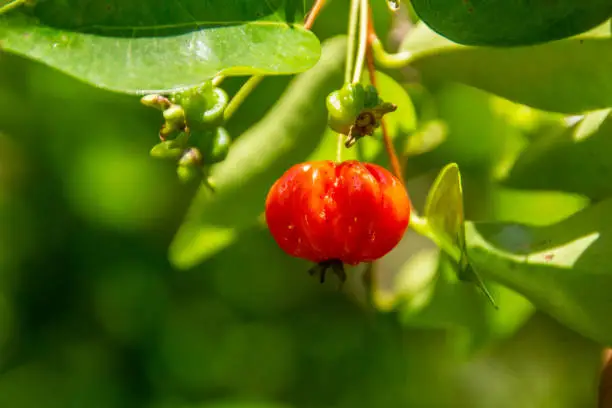 Pitanga is the fruit of pitangueira, dicotyledonous of the family of mirtaceae. It has the shape of globose fleshy balls, red, orange, yellow or black. Much consumed in Rio de Janeiro and Brazil.